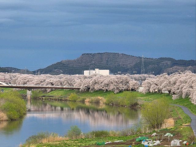 白石川一目千本櫻