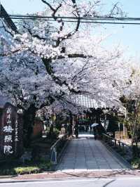 Tokyo Nakano Cherry Blossoms: Even Better Than Roppongi and Chidorigafuchi! 🌸