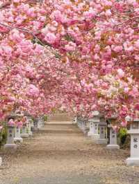 Ikaho Jinja Sakura – Hidden Gem of Stone Steps and Blossoms