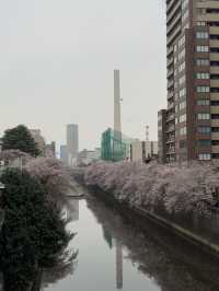 東京｜目黑川的櫻花奇觀