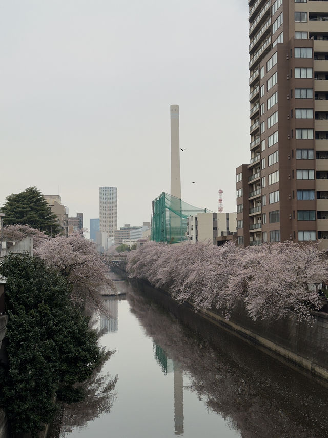 東京｜目黑川的櫻花奇觀