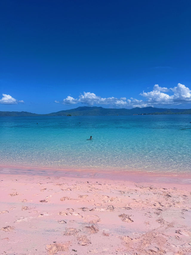 The Pink Beach & the Curious Deer