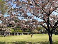 🌸 Mukojima-Hyakkaen: Tokyo's Secret Edo-Period Sakura Garden 🌸