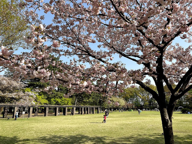 🌸 Mukojima-Hyakkaen: Tokyo's Secret Edo-Period Sakura Garden 🌸