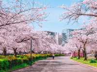 🌸 Sakura & Serendipity: My Perfect Day at Yoyogi Park 🌸
