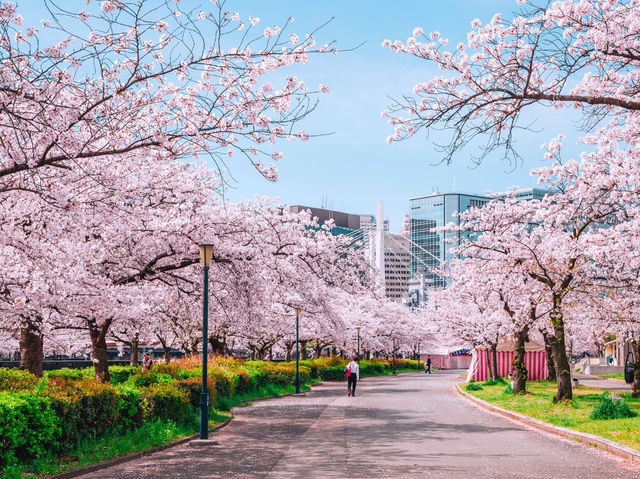 🌸 Sakura & Serendipity: My Perfect Day at Yoyogi Park 🌸