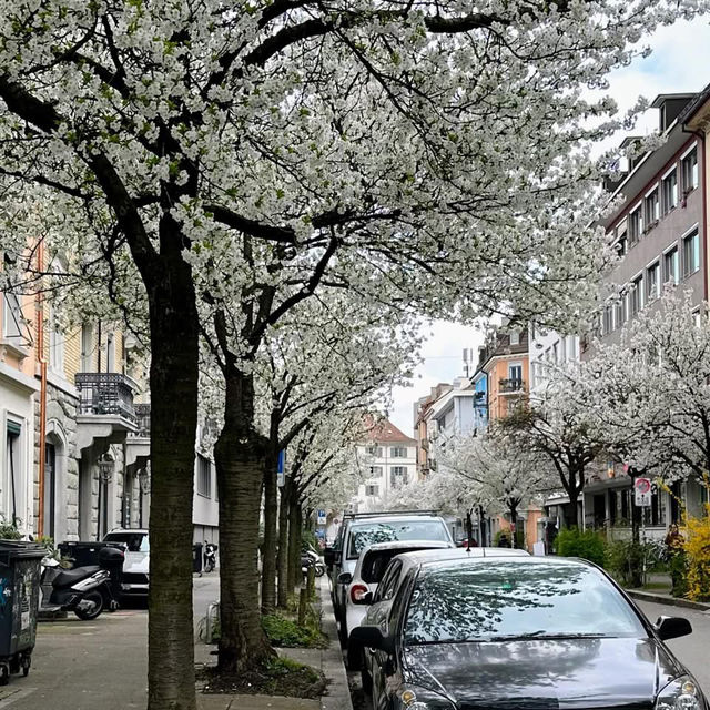 Spring Blooms in Zurich: A Floral Wonderland