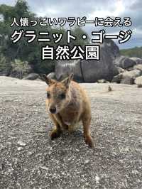【オーストラリア】ワラビーが餌をもらいに集まってくる!グラニット・ゴージ自然公園