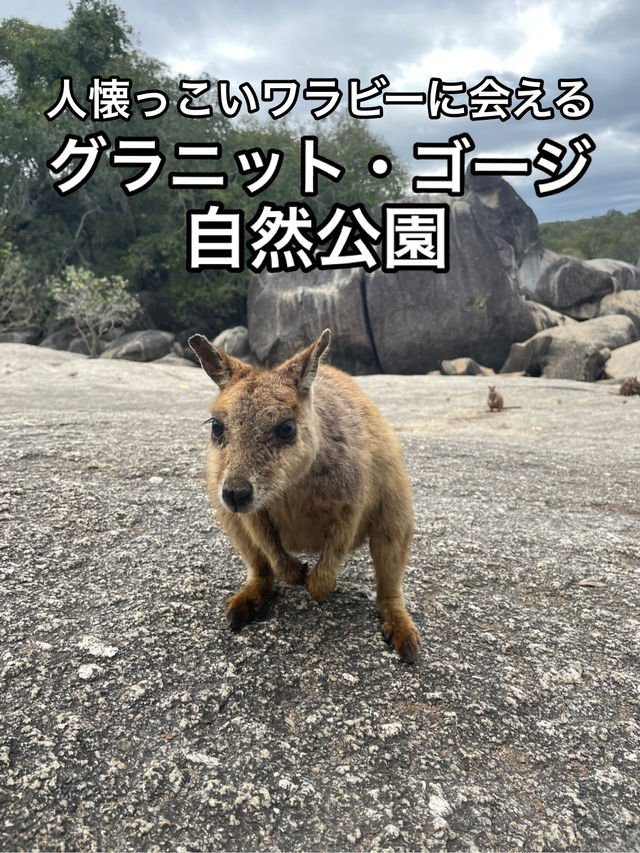 【オーストラリア】ワラビーが餌をもらいに集まってくる!グラニット・ゴージ自然公園 【オーストラリア】ワラビーが餌をもらいに集まってくる!グラニット・ゴージ自然公園