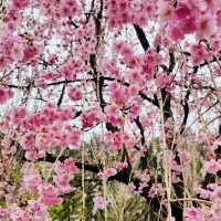 A Late Bloom Drive Through Byeonggok Village's Weeping Cherry Blossom Road