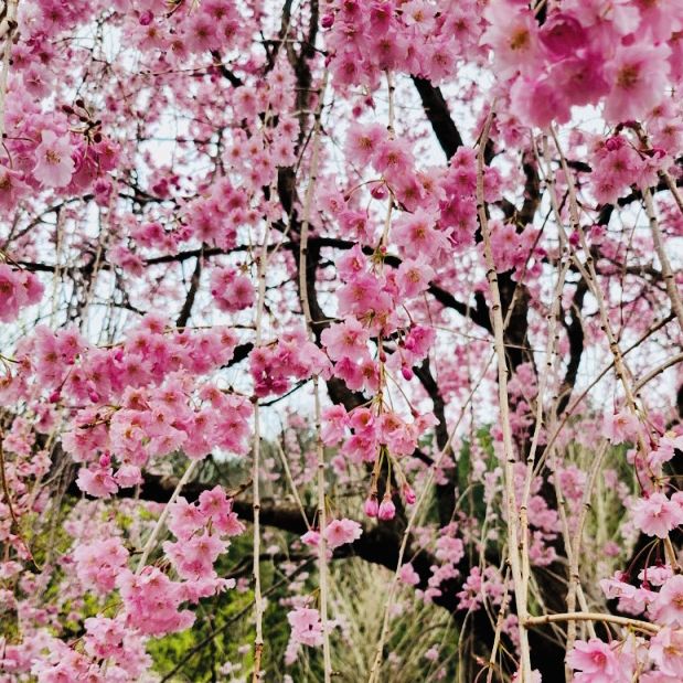 A Late Bloom Drive Through Byeonggok Village's Weeping Cherry Blossom Road