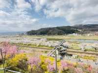 🇯🇵仙台櫻花 千櫻公園🌸🌼
