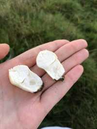 The most beautiful foraging spot for nature lovers