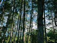 Under the Pines at Sudrigde Resort Davao