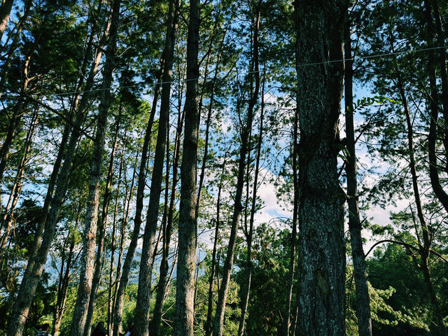 Under the Pines at Sudrigde Resort Davao