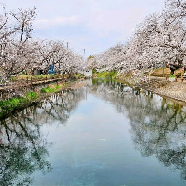 リフレクションが楽しめる桜スポット
