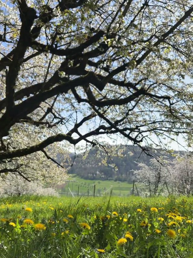 Clouds of Blossoms in Frick, Switzerland