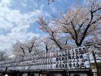 “Petals Over the River: The Dream of Sumida Park”