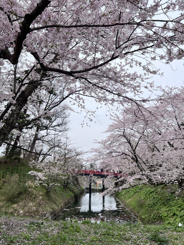 絕美賞櫻勝地 陰天也超美 弘前公園☺️