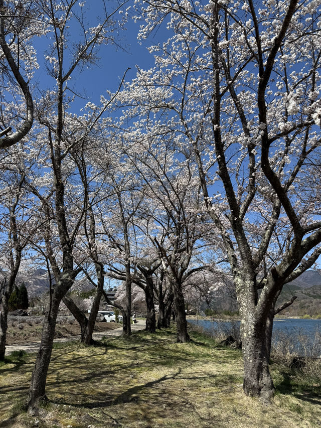 【旅行】✨東京｜為了櫻花和富士山🗻🌸飛了一趟日本｜櫻花✨