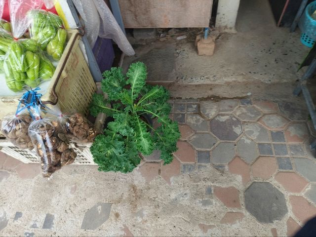 ตลาดไทยสามัคคี วังน้ำเขียว
