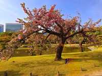Hamarikyu Garden Stroll