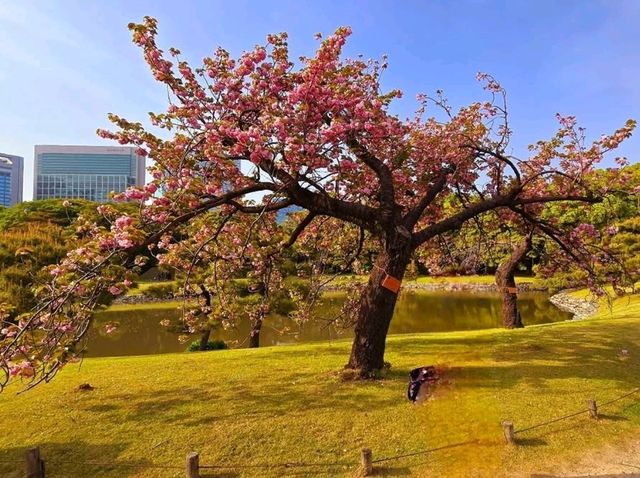 Hamarikyu Garden Stroll