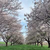 Full bloom at Mizusawa Race Track 🌸🏇