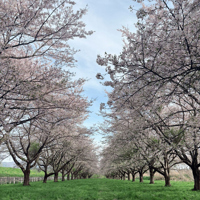 Full bloom at Mizusawa Race Track 🌸🏇