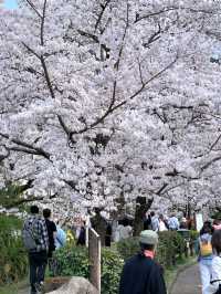 Chill Walk and a Whole Lotta Petals