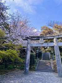 Blossoms & Blessings: The Sacred Sakura Path of Shikaumi Shrine