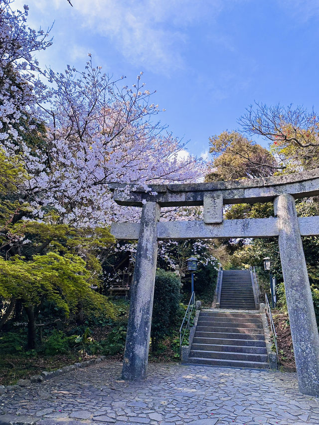 Blossoms & Blessings: The Sacred Sakura Path of Shikaumi Shrine