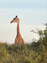 Unreal Safari Just Minutes from Nairobi Airport!