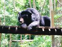 Tat Kuang Si Bear Rescue Centre