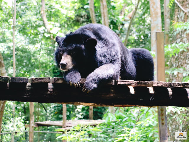Tat Kuang Si Bear Rescue Centre