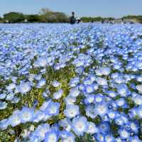 福岡🇯🇵賞花必到 海中道海濱公園💐