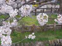 Shingashi River: A Hidden Springtime Treasure