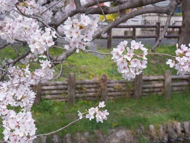 Shingashi River: A Hidden Springtime Treasure