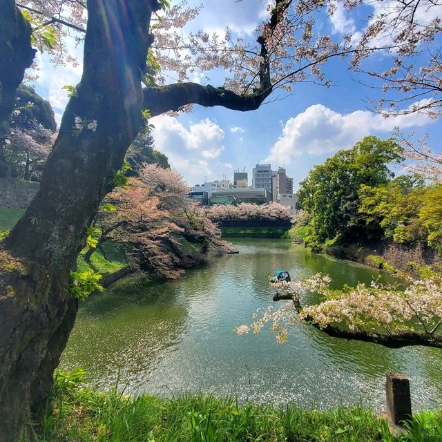 Chidorigafuchi Park: Sakura Reflections in the Heart of Tokyo