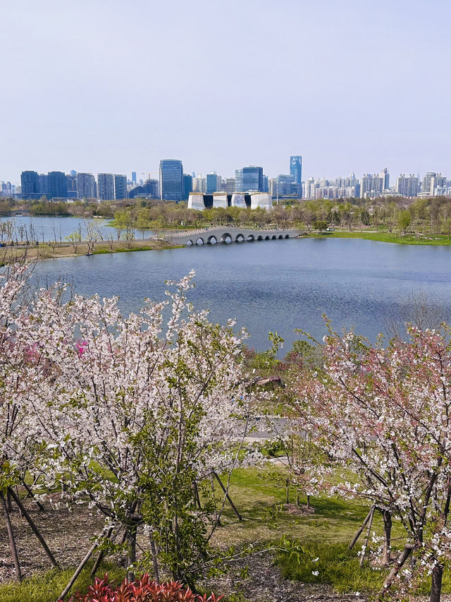 Blossoms Between Icons: Spring Awakens at Shanghai Expo Cultural Park
