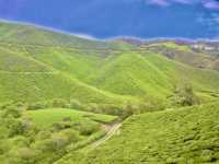 Art of Tea: Behind the Scenes at Malaysia’s Most Iconic Plantation