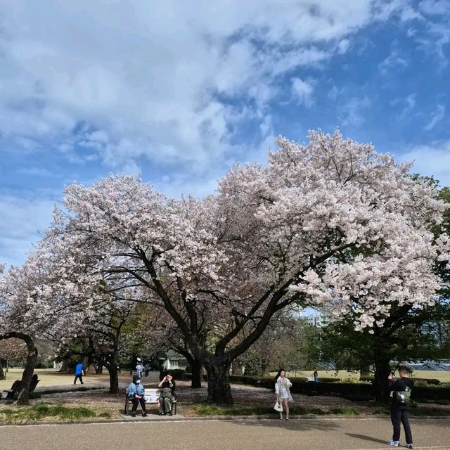 Shinjuku Gyoen – A Quiet Breath in the Heart of Tokyo