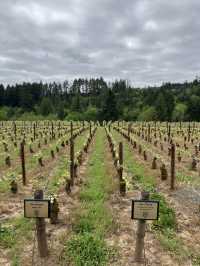 포틀랜드의 작지만 멋진 와이너리, Ardiri Winery and Vineyards!
