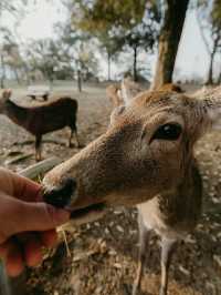 Nara Deer Park: Where Nature, Culture, and Sacred Deer Meet