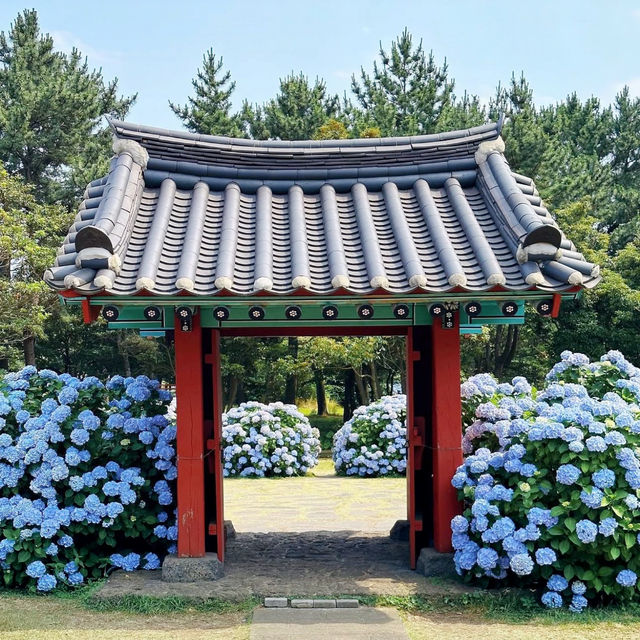 韓國濟州島繡球花公園💐🇰🇷