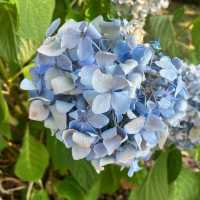美國華盛頓州奧林匹克國家公園繡球花區💐🇺🇸