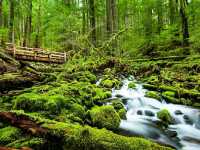 Exploring the Enchanted Forest: Hiking the Hoh Rain Forest Trail
