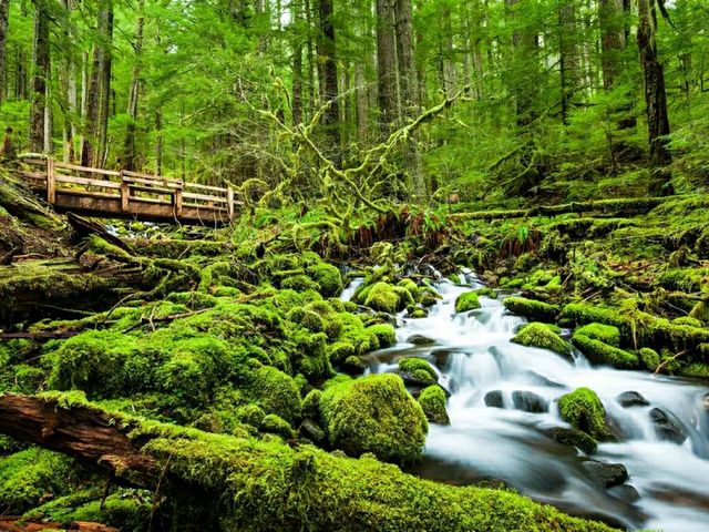 Exploring the Enchanted Forest: Hiking the Hoh Rain Forest Trail