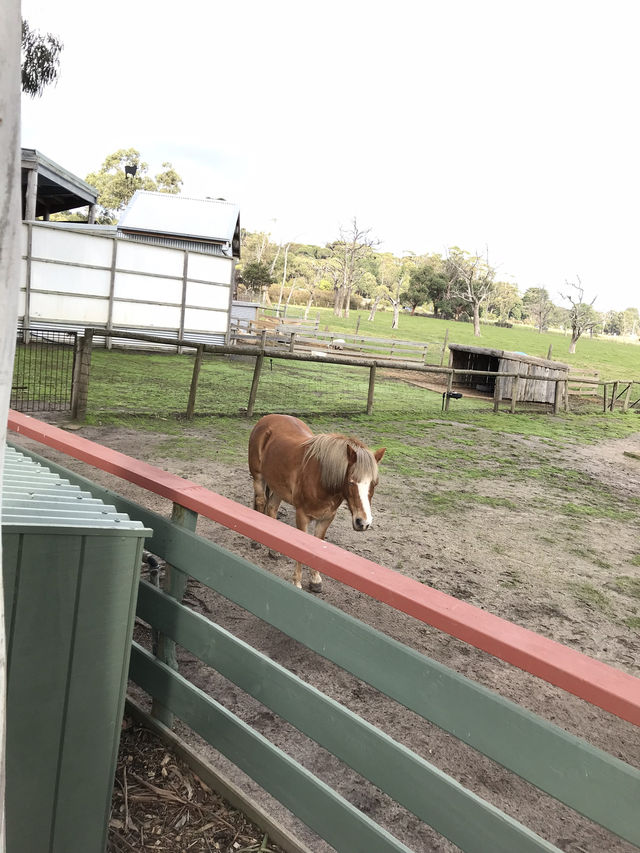 ### **Sentimental & Heartfelt:** Melbourne Memories: Chandon, Puffing Billy & Brighton’s Rai