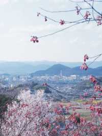 東京去福島就是要來一趟感受漫山櫻花林 